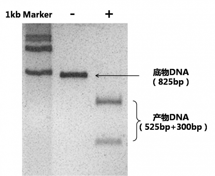 对照DNA的酶切结果